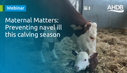 Webinar: Preventing navel ill this calving season
